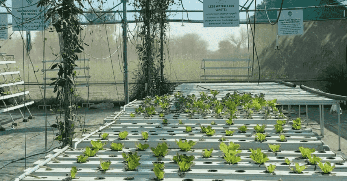 Hydroponics Plantation: A Beginner’s Guide to Growing Plants Without Soil