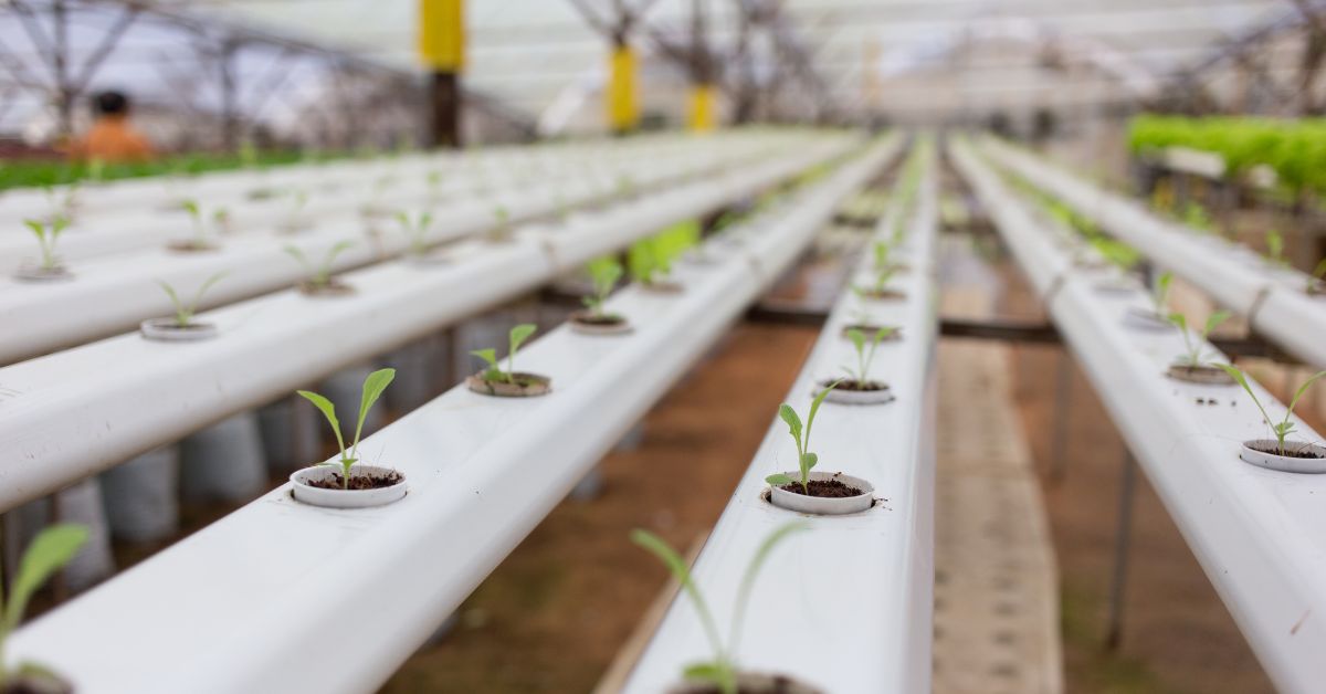 Fascinating Facts About Hydroponics You Need to Know
