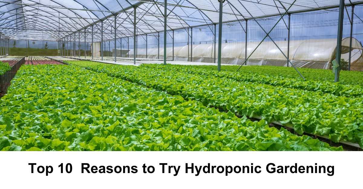 Top 10  Reasons to Try Hydroponic Gardening