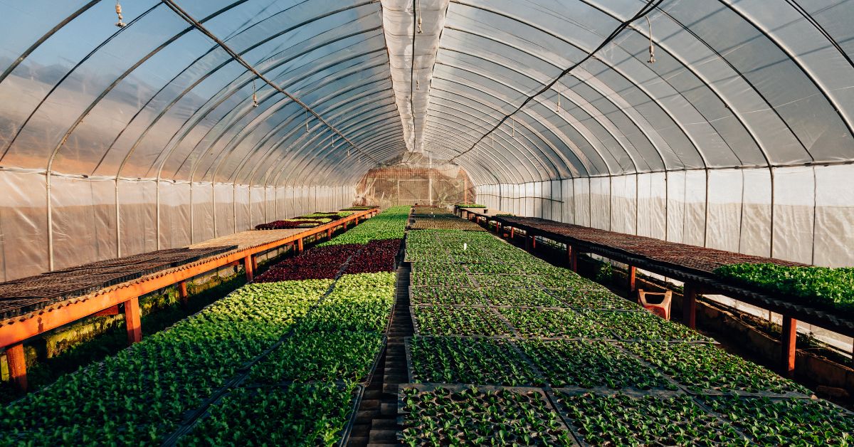  Hydroponic Plantation in Yards