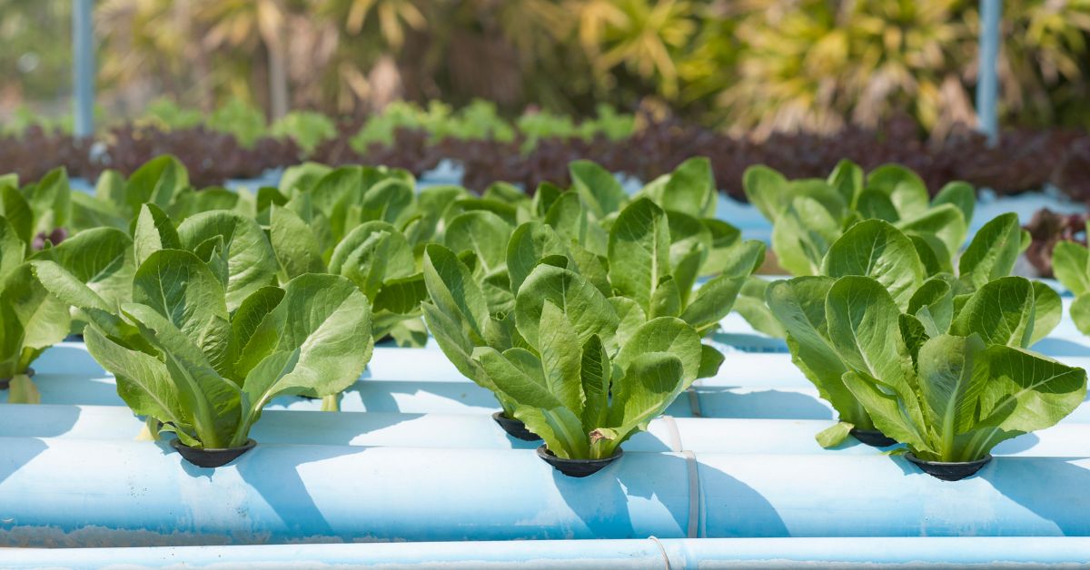 What to Grow in Hydroponics?