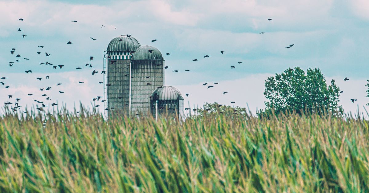 The Joys of Organic Farming: Connecting with Nature and Growing Your Own Food