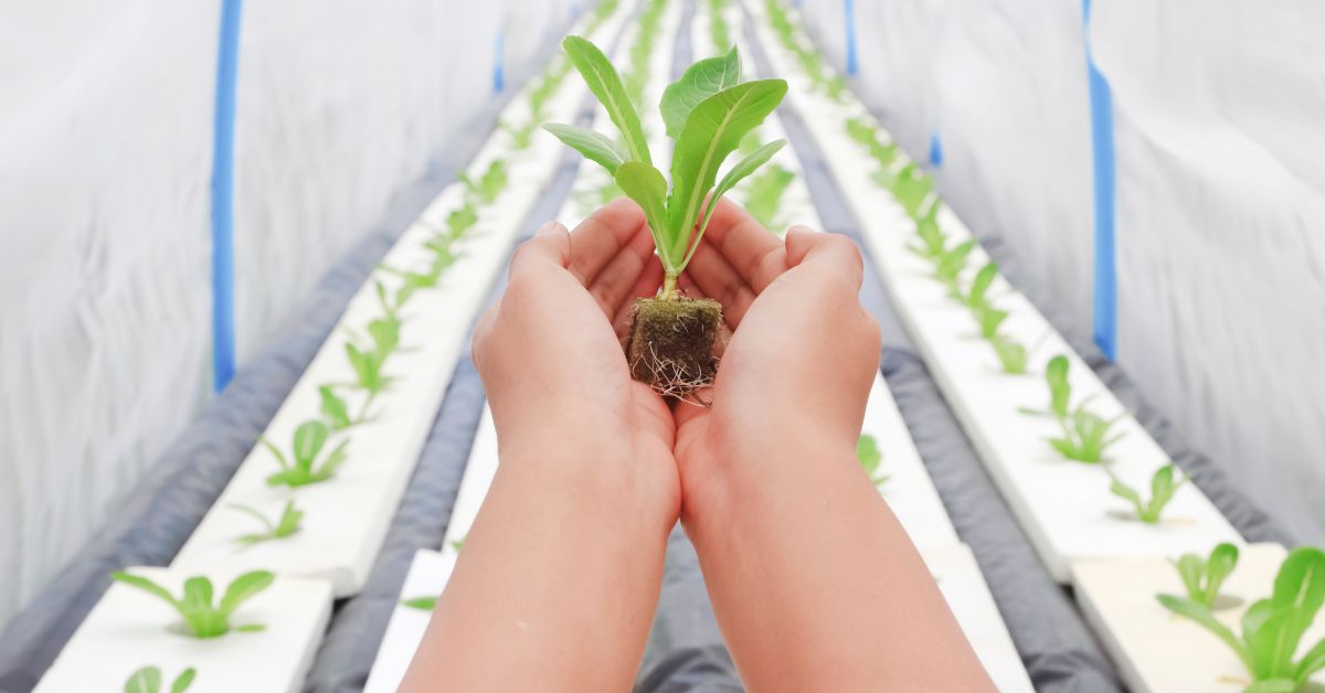 Hydroponic Farming for Urban Dwellers: Growing Food in Small Spaces