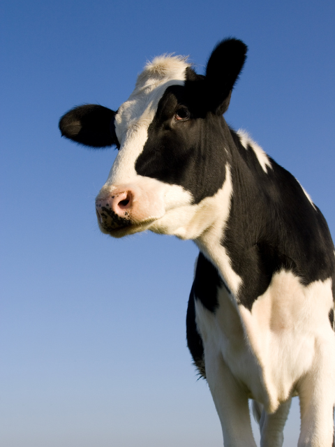 cow image