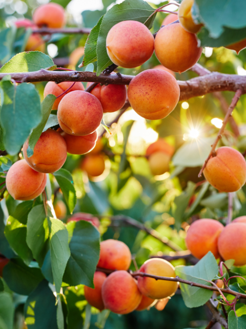 APRICOT POWDER