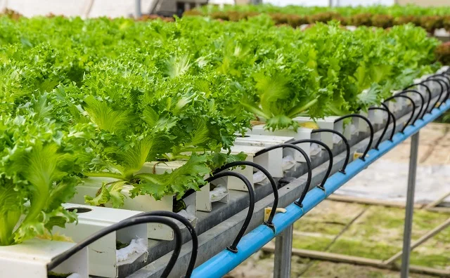 Technology into Your Hydroponic System