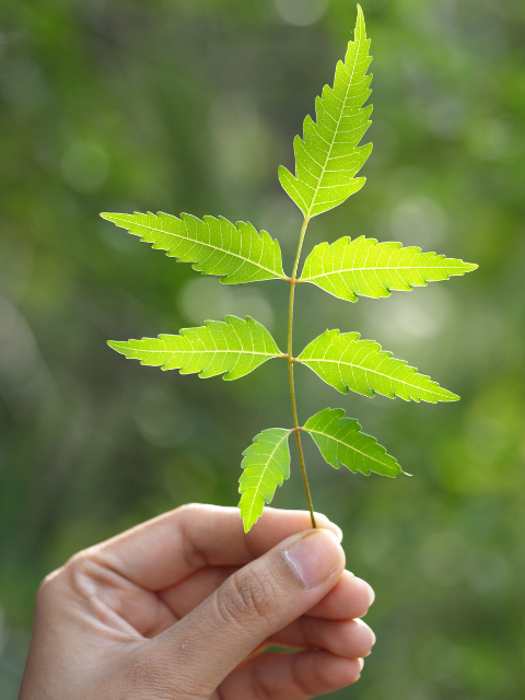 neem leaves