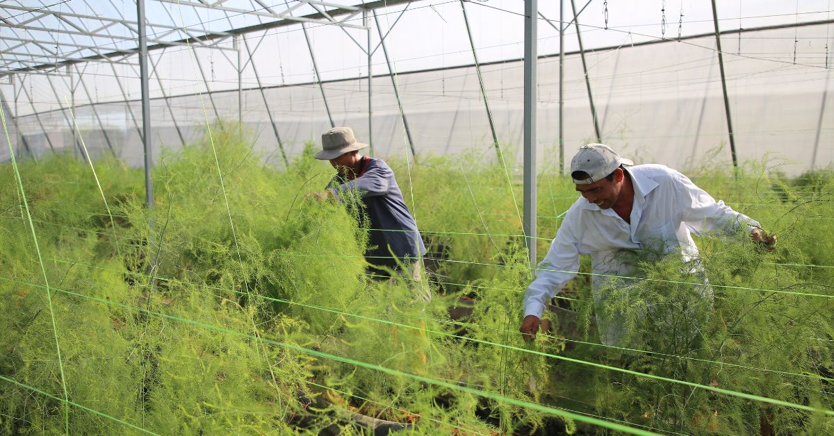 Organic Farming Practices in Rajasthan