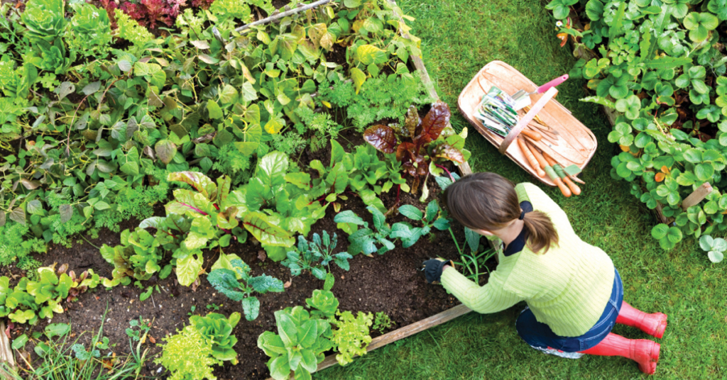 Organic Vegetable Gardening Tips