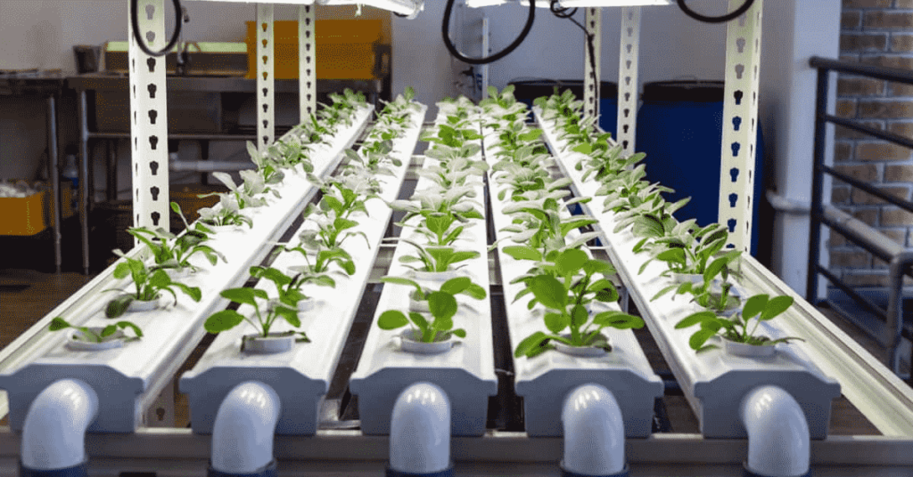 Hydroponic gardening for schools and educational institutions