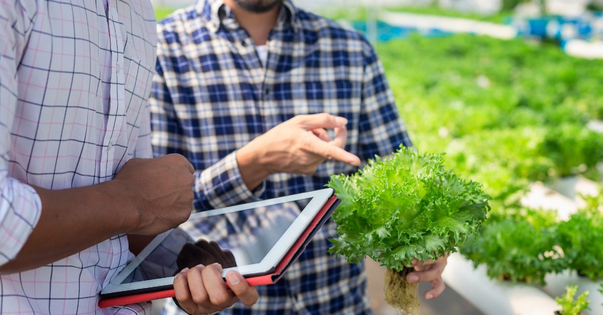 Starting a Hydroponic Business in Rajasthan