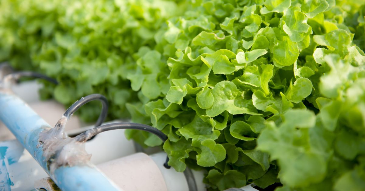 The Role of Organic Hydroponics in Sustainable Food Systems