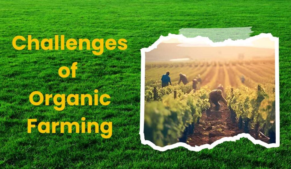 organic farming in rajasthan