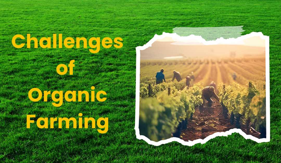 Challenges of Organic Farming