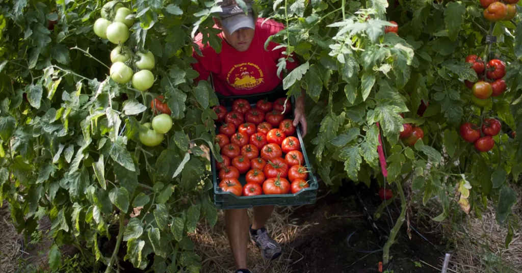 Challenges of Organic Farming