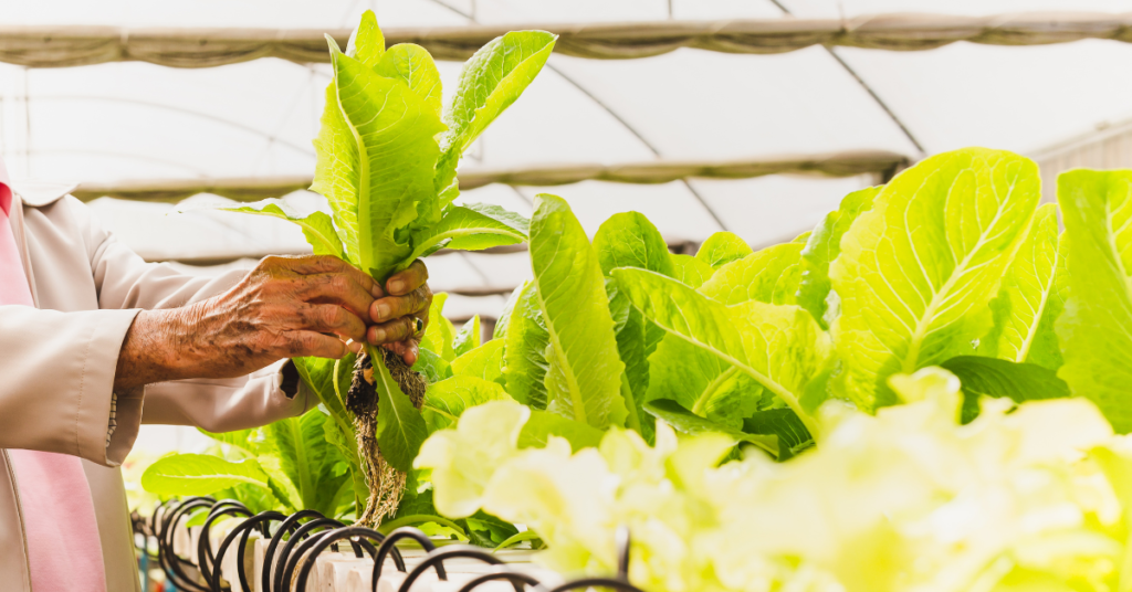 hydroponic farming in rajasthan