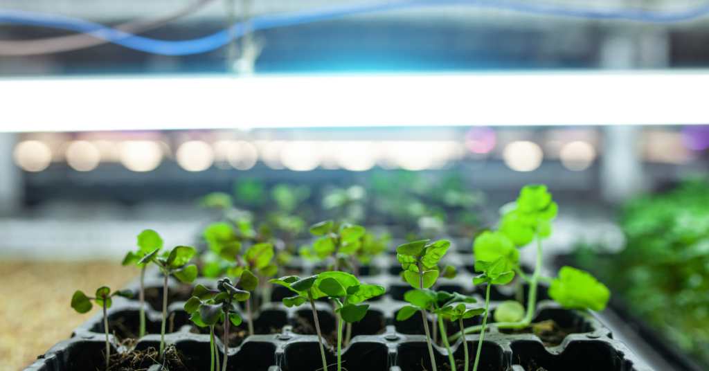 hydroponic farming