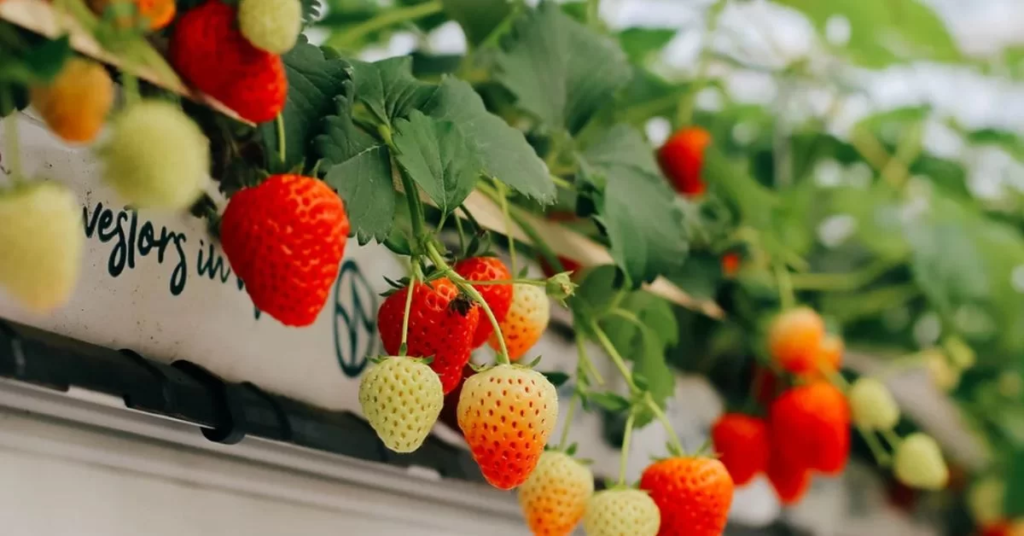 strawberry in hydroponic farming