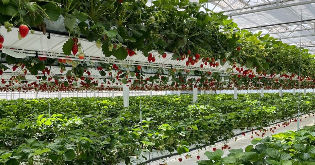 hydroponic farming in rajasthan