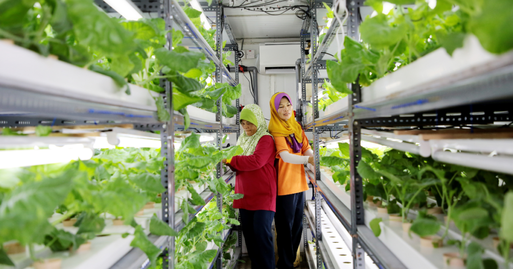 hydroponic farming